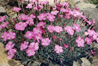 Dianthus gratianopolitanus